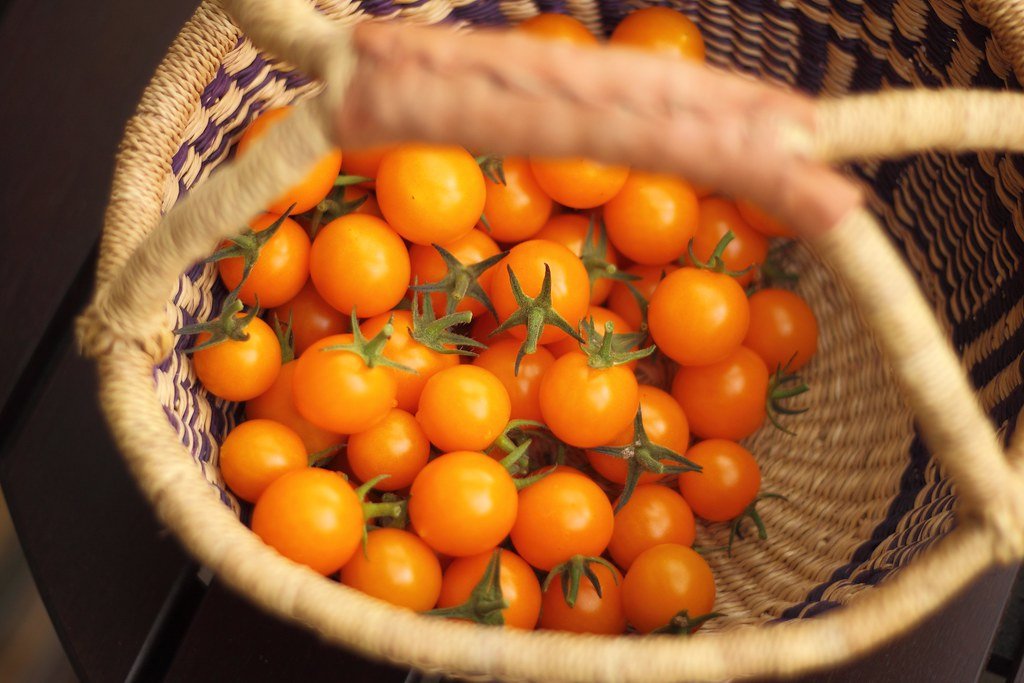 A woven basket filled with freshly picked orange cherry tomatoes