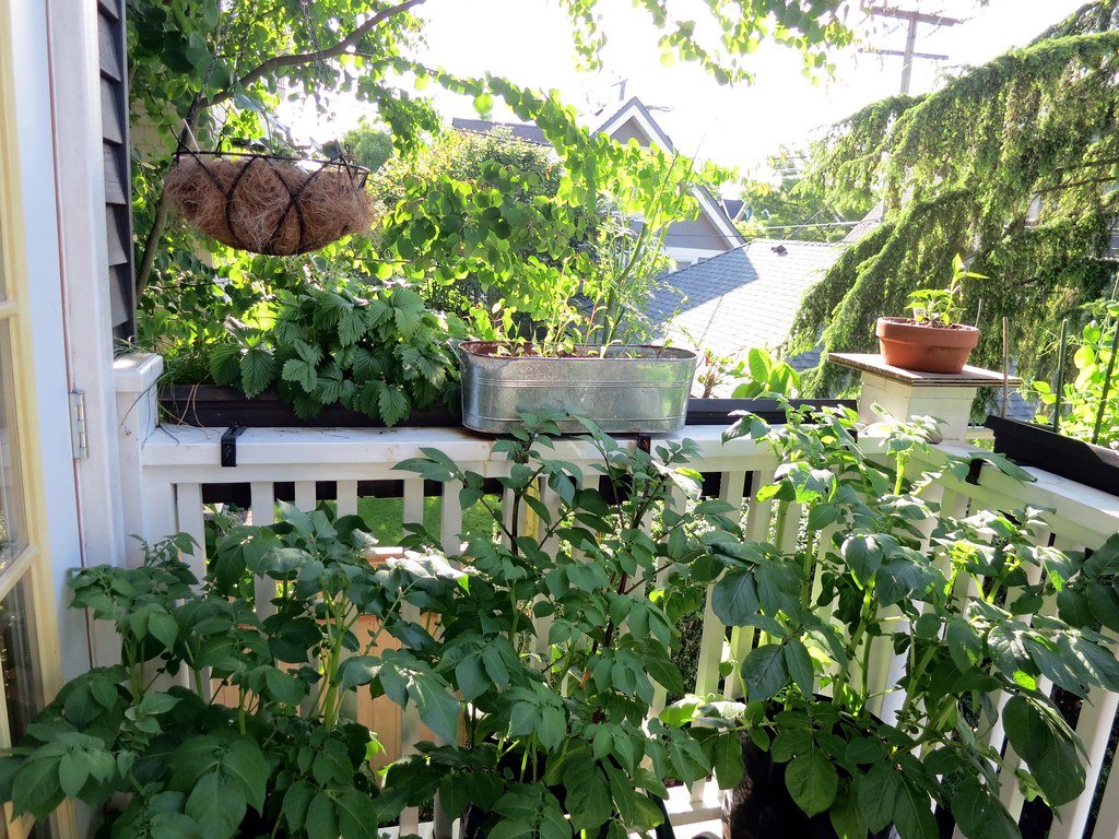 A small deck garden with vegetables growing in containers, a railing planter and a galvanized trough