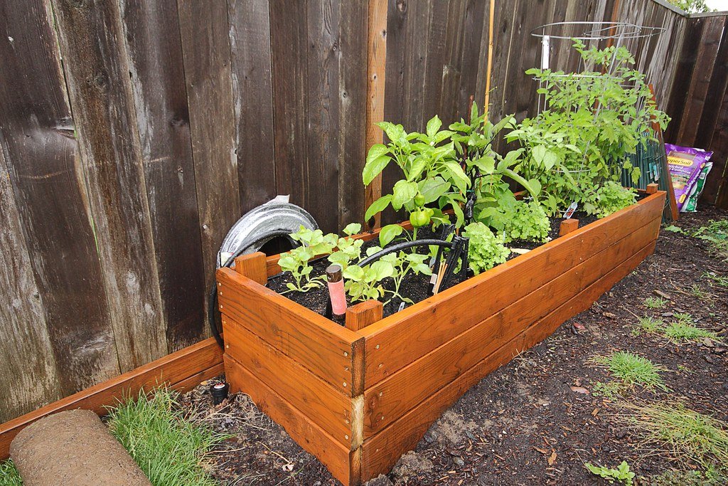 A wooden raised bed along a backyard fence, planted with peppers, tomatoes and leafy greens, with drip irrigation tubing