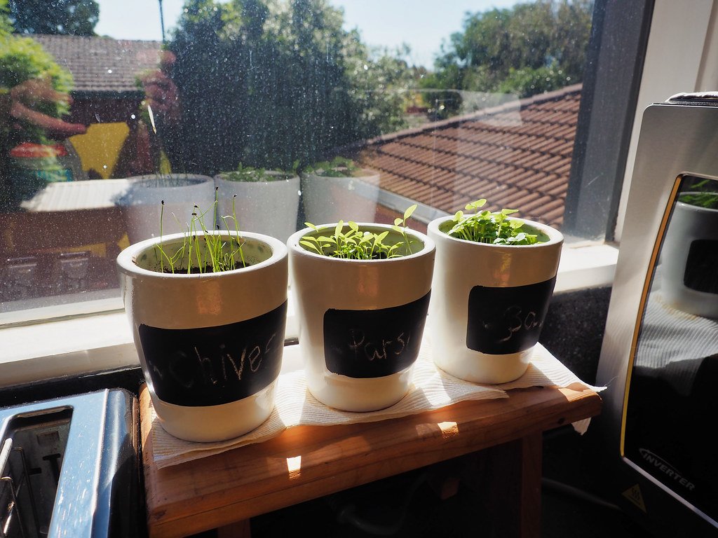 Three small pots of chive, parsley and basil seedlings on a sunny kitchen windowsill